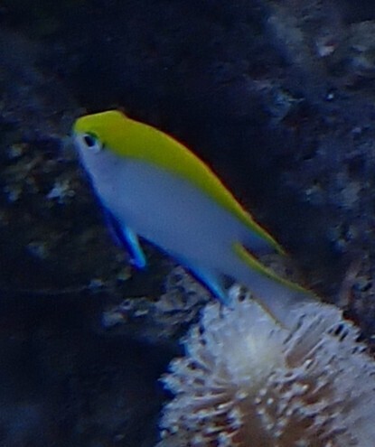 Neoglyphidodon melas