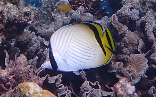 Chaetodon vagabundus