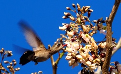 Cynanthus doubledayi