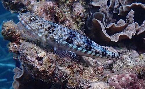 Synodus variegatus