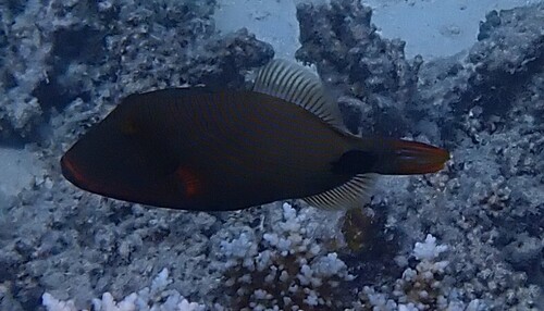 Balistapus undulatus