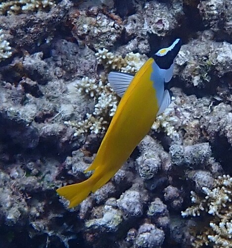 Siganus vulpinus