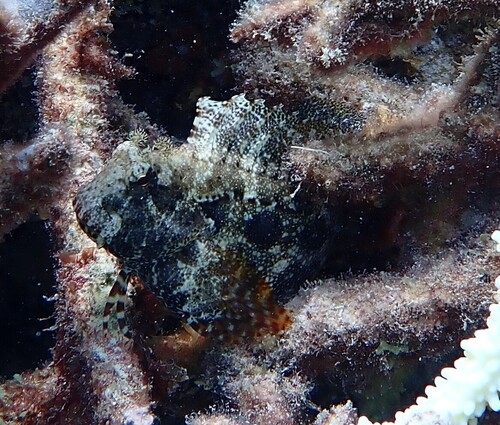 Salarias ceramensis