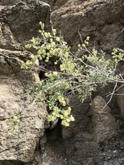 Galium stellatum eremicum