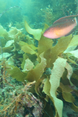Austrolabrus maculatus