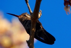 Cynanthus doubledayi