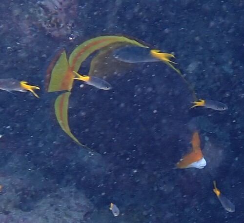 Chaetodon flavirostris