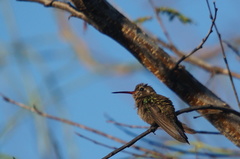 Cynanthus doubledayi