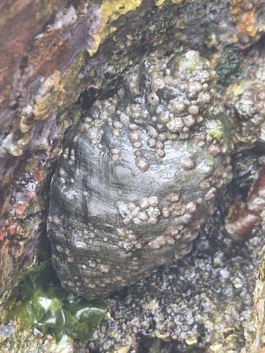 Plicopurpura columellaris (Plicopurpura columellaris)