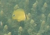Chaetodon andamanensis