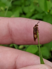 Macroxyela ferruginea