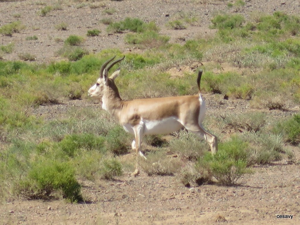  INaturalist