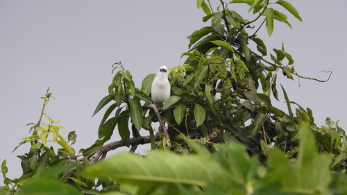 Bali Starling (Leucopsar rothschildi), photo 10