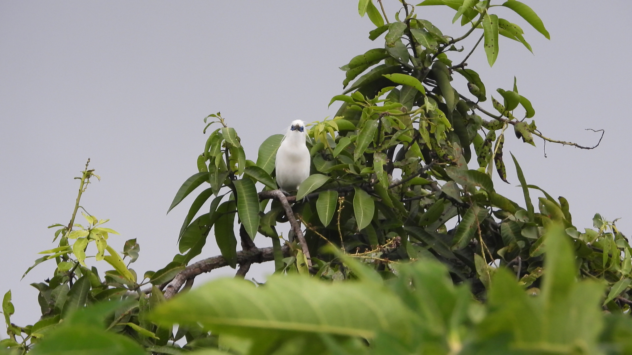 Bali Starling (Leucopsar rothschildi), photo 10