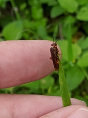 Macroxyela ferruginea