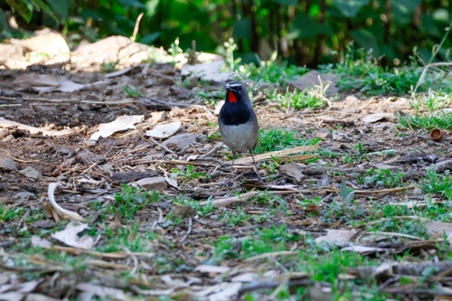 Himalayan Rubythroat (Calliope pectoralis), photo 6