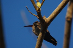 Cynanthus doubledayi