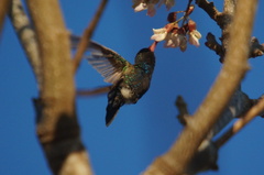 Cynanthus doubledayi