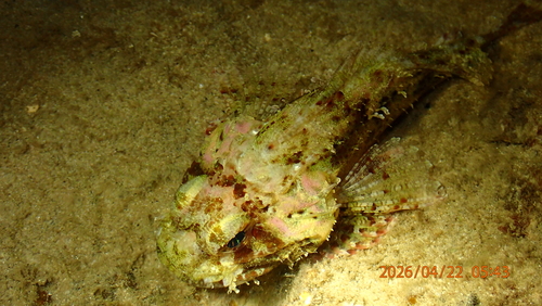 Parascorpaena aurita observed 2026-04-22