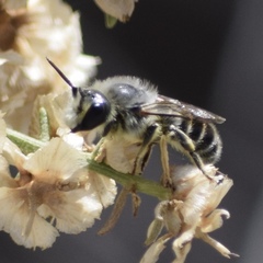 Hoplitis biscutellae