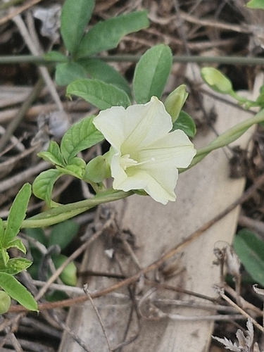Rock Rosemary (Distimake quinquefolius)