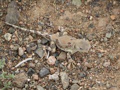 Phrynocephalus versicolor