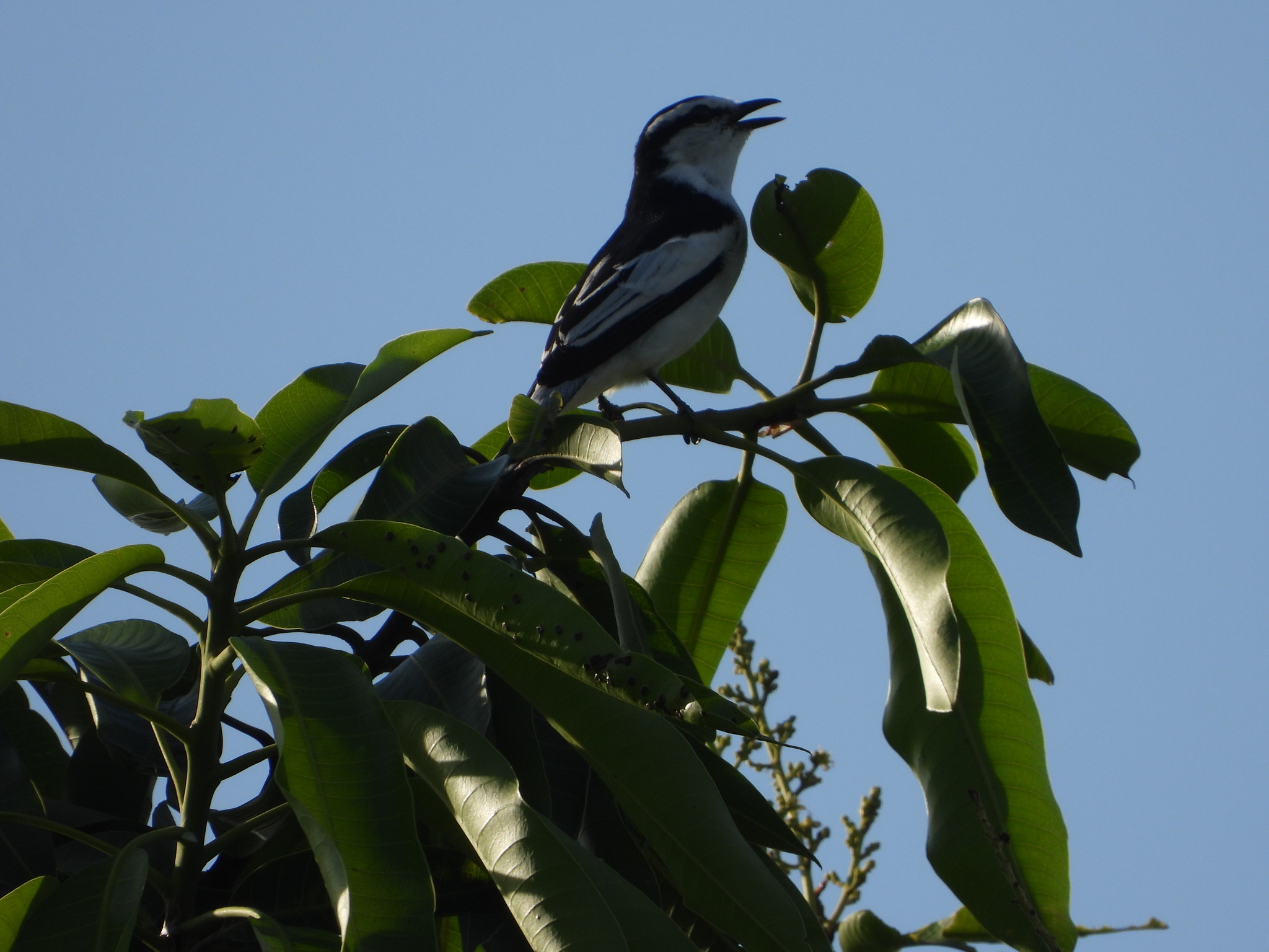 Pied Triller (Lalage nigra), photo 9