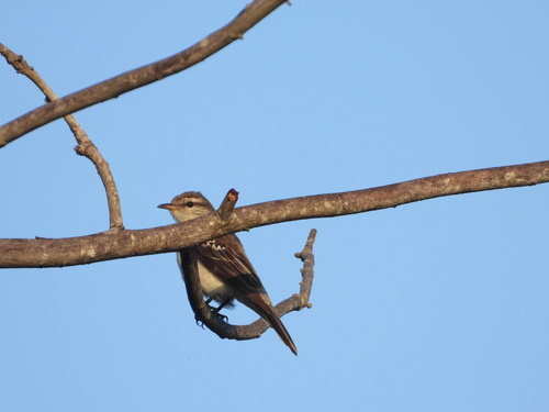 White-shouldered Triller (Lalage sueurii)