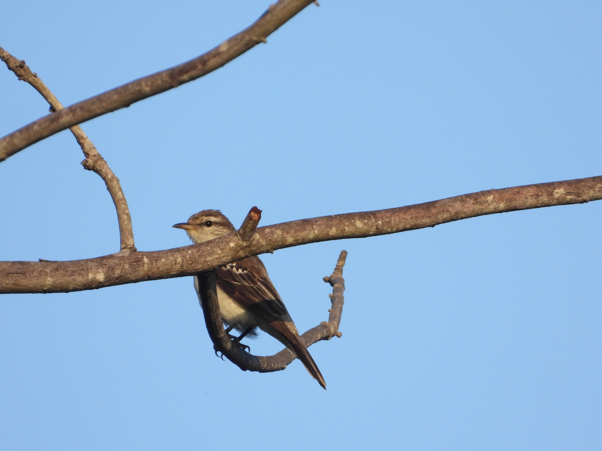 White-shouldered Triller (Lalage sueurii), photo 1