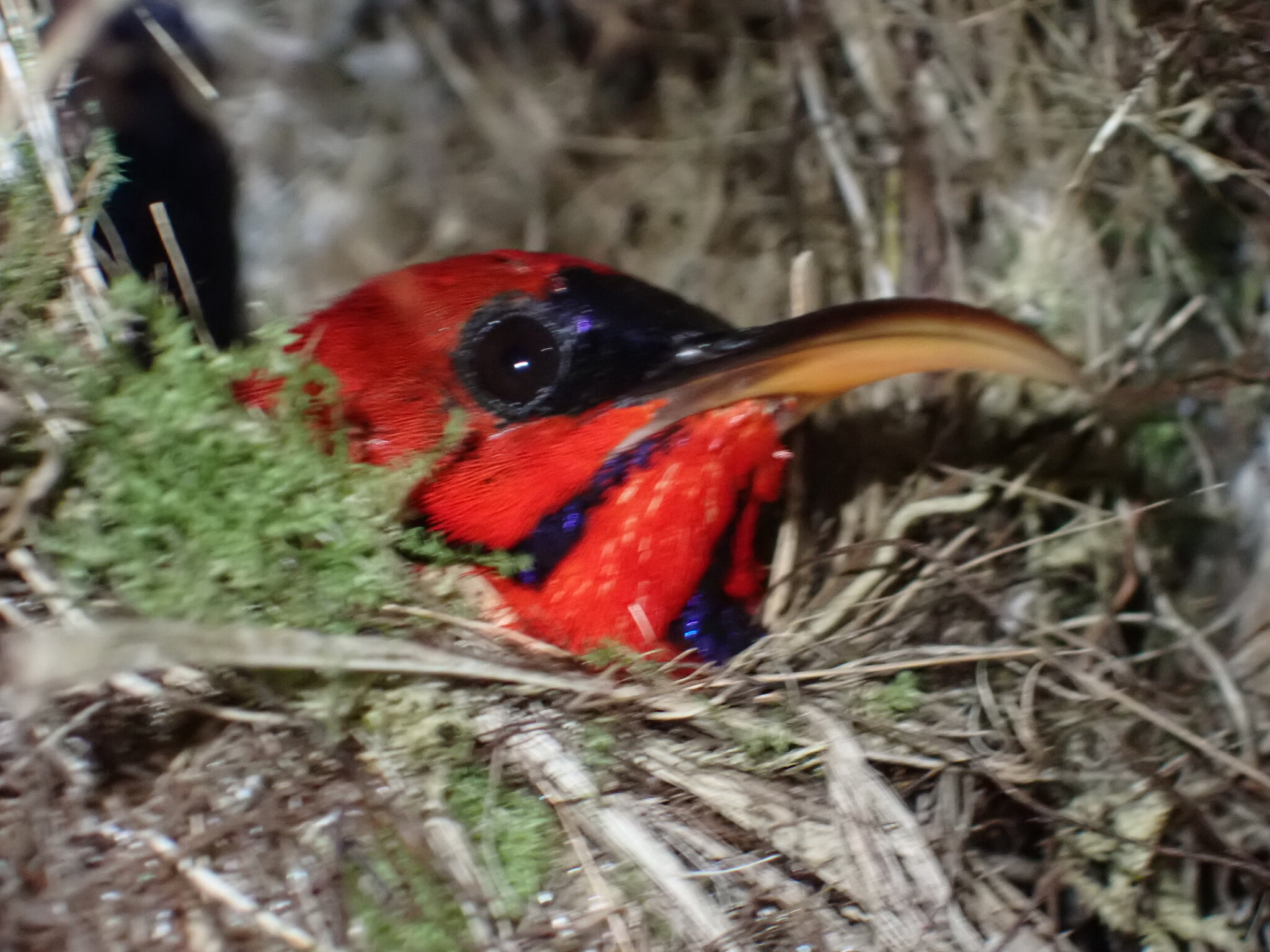 Magnificent Sunbird (Aethopyga magnifica), photo 1