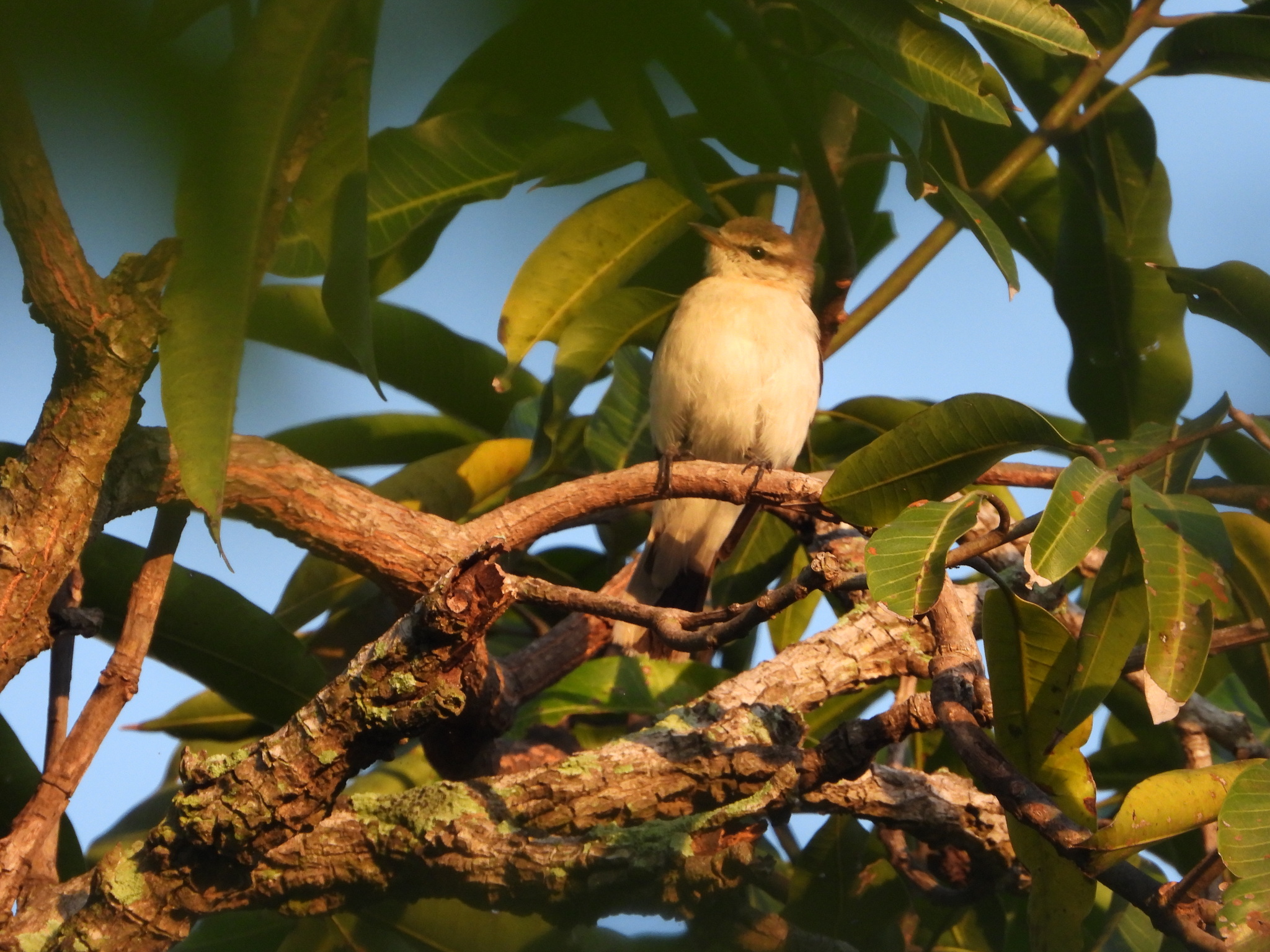 White-shouldered Triller (Lalage sueurii), photo 2