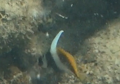Heniochus singularius