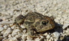 Anaxyrus hemiophrys