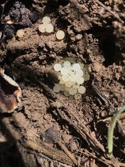 Helminthoglypta tudiculata