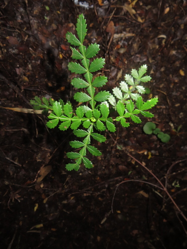 Weinmannia trichosperma, photograph 3