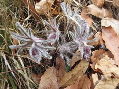 Pulsatilla cernua
