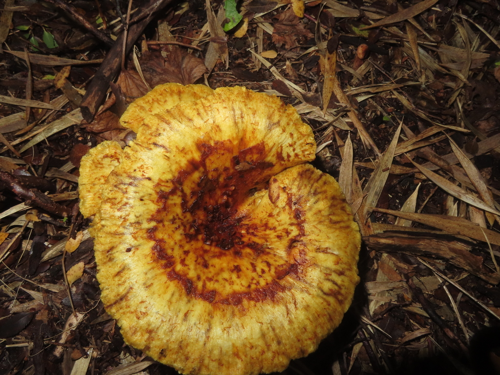 Austropaxillus statuum · April 2025 · photo: © eric-schmitty (iNaturalist, cc-by)
