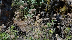 Monardella sheltonii