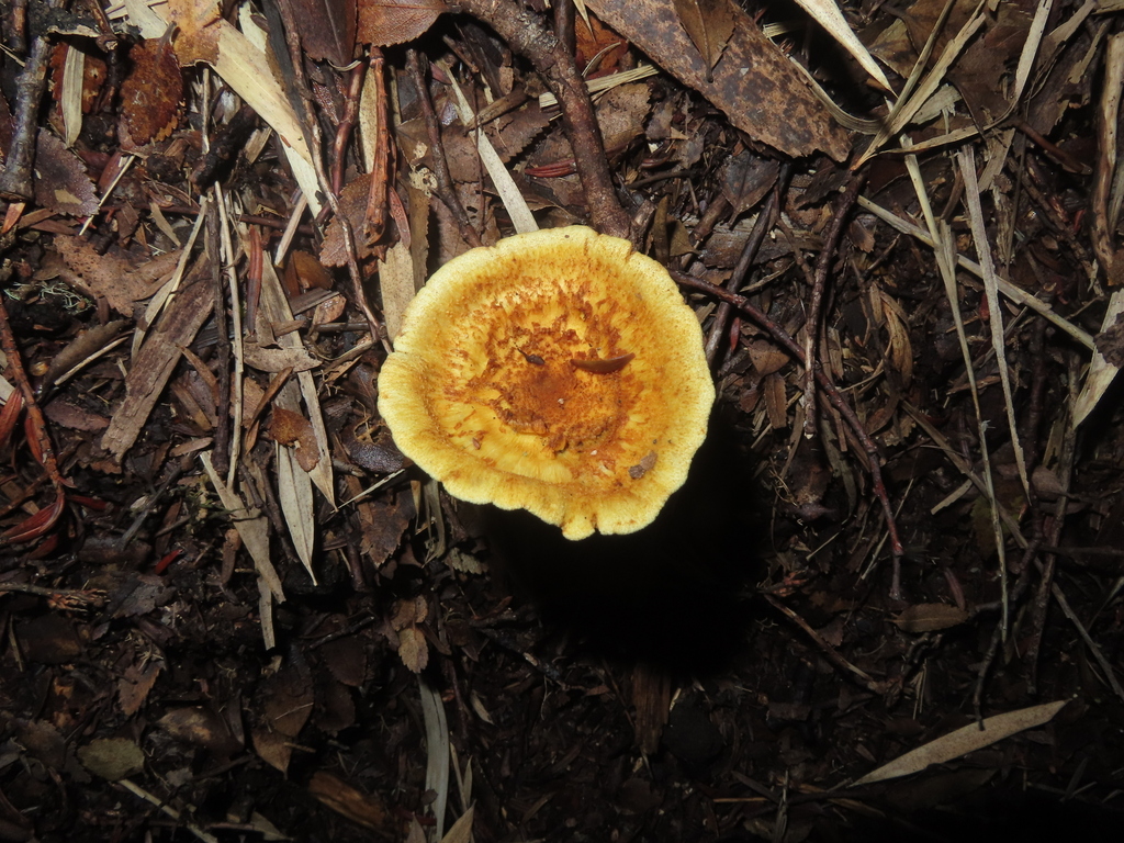 Austropaxillus statuum · April 2025 · photo: © eric-schmitty (iNaturalist, cc-by)