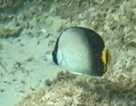 Chaetodon decussatus