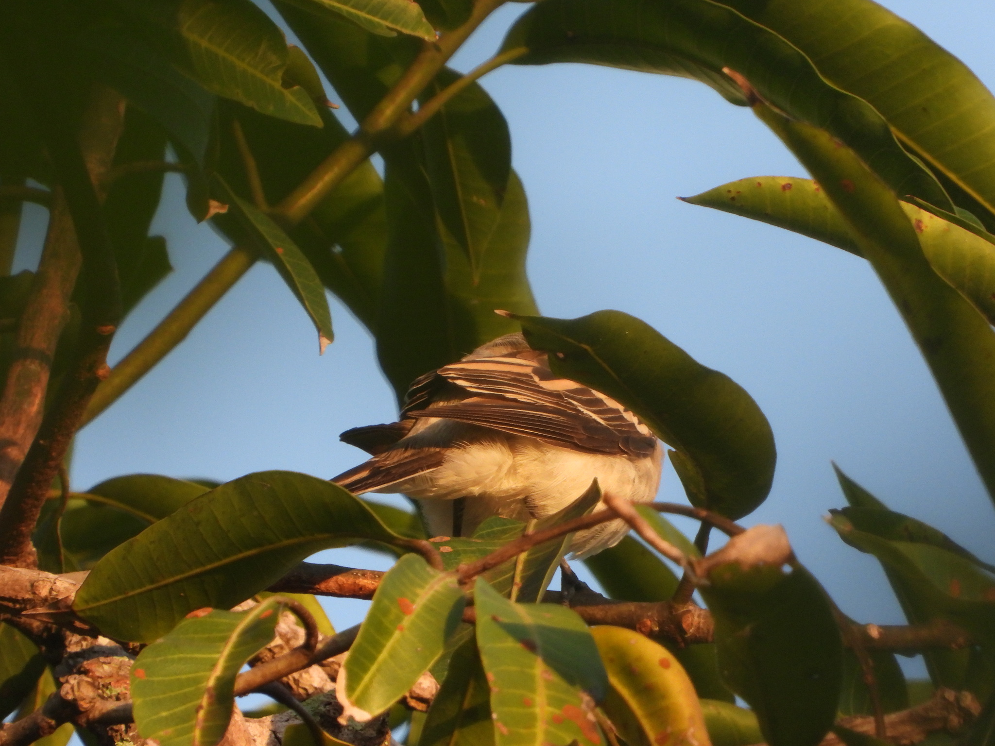 White-shouldered Triller (Lalage sueurii), photo 6
