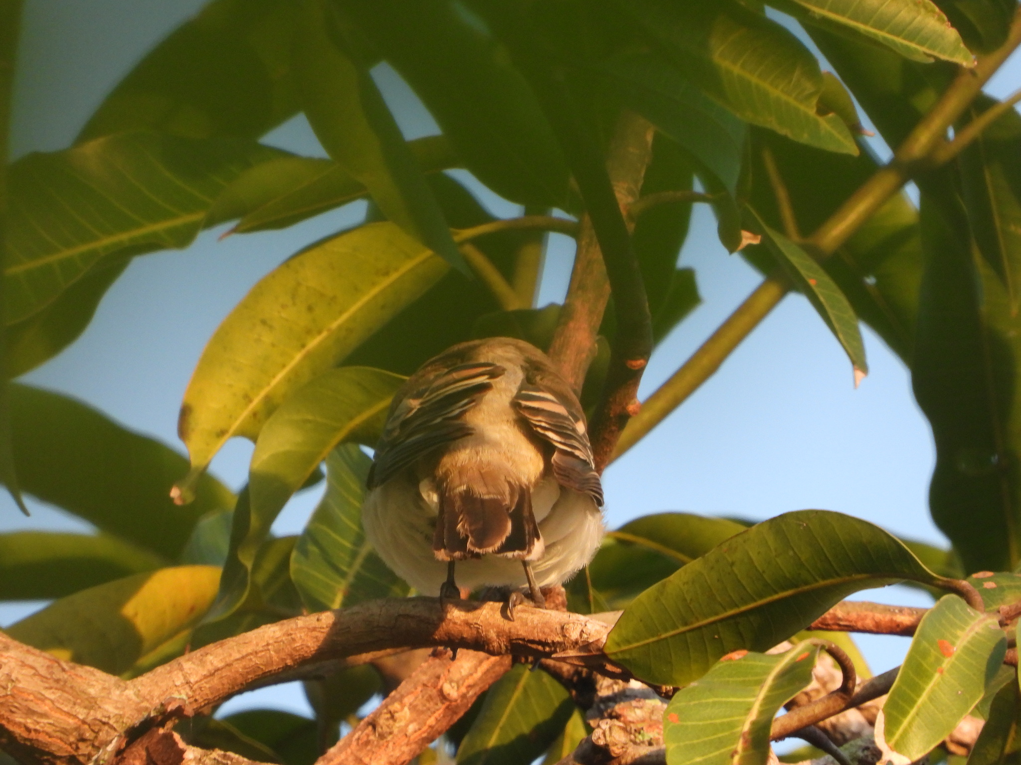 White-shouldered Triller (Lalage sueurii), photo 7