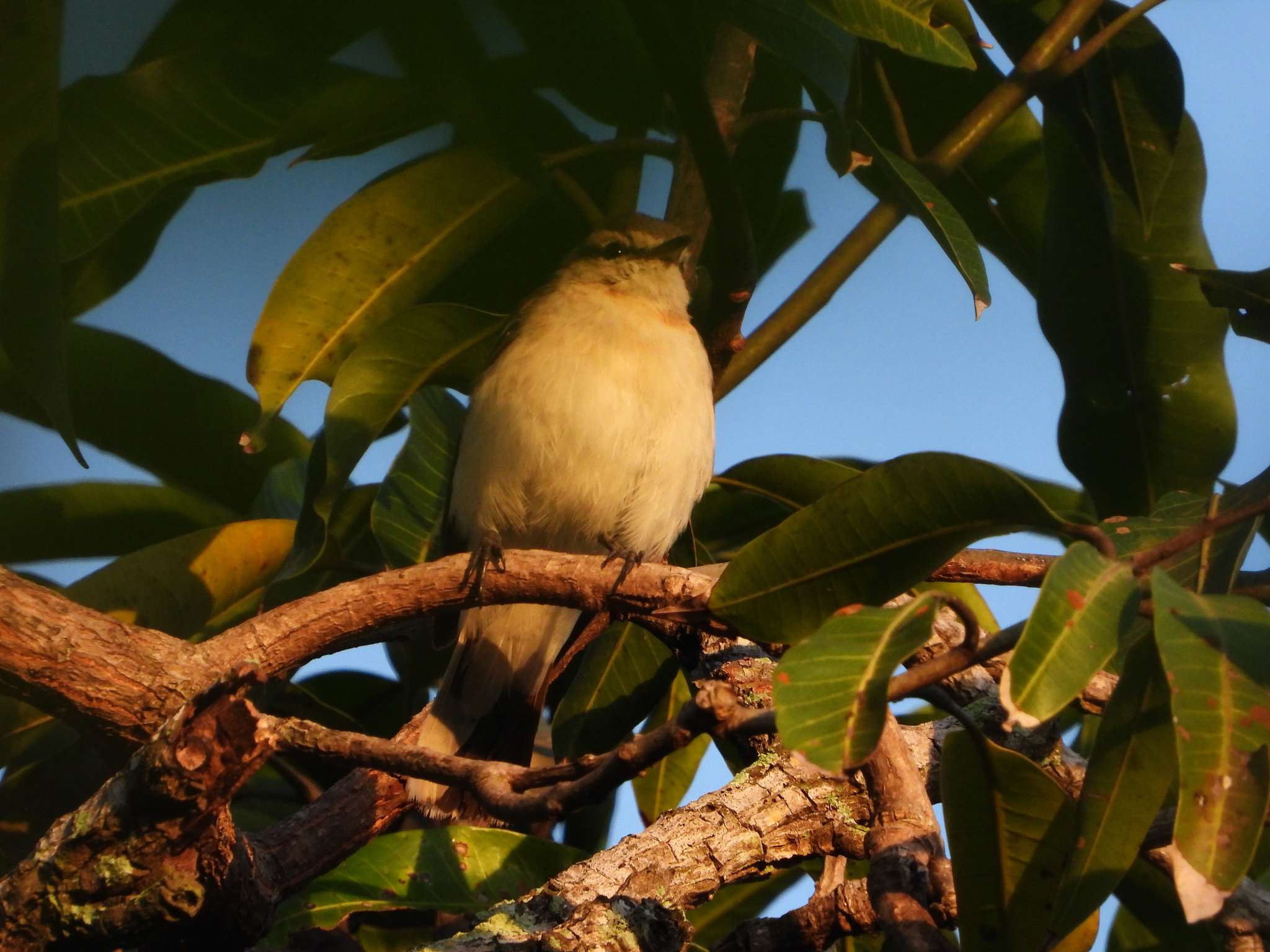 White-shouldered Triller (Lalage sueurii), photo 8