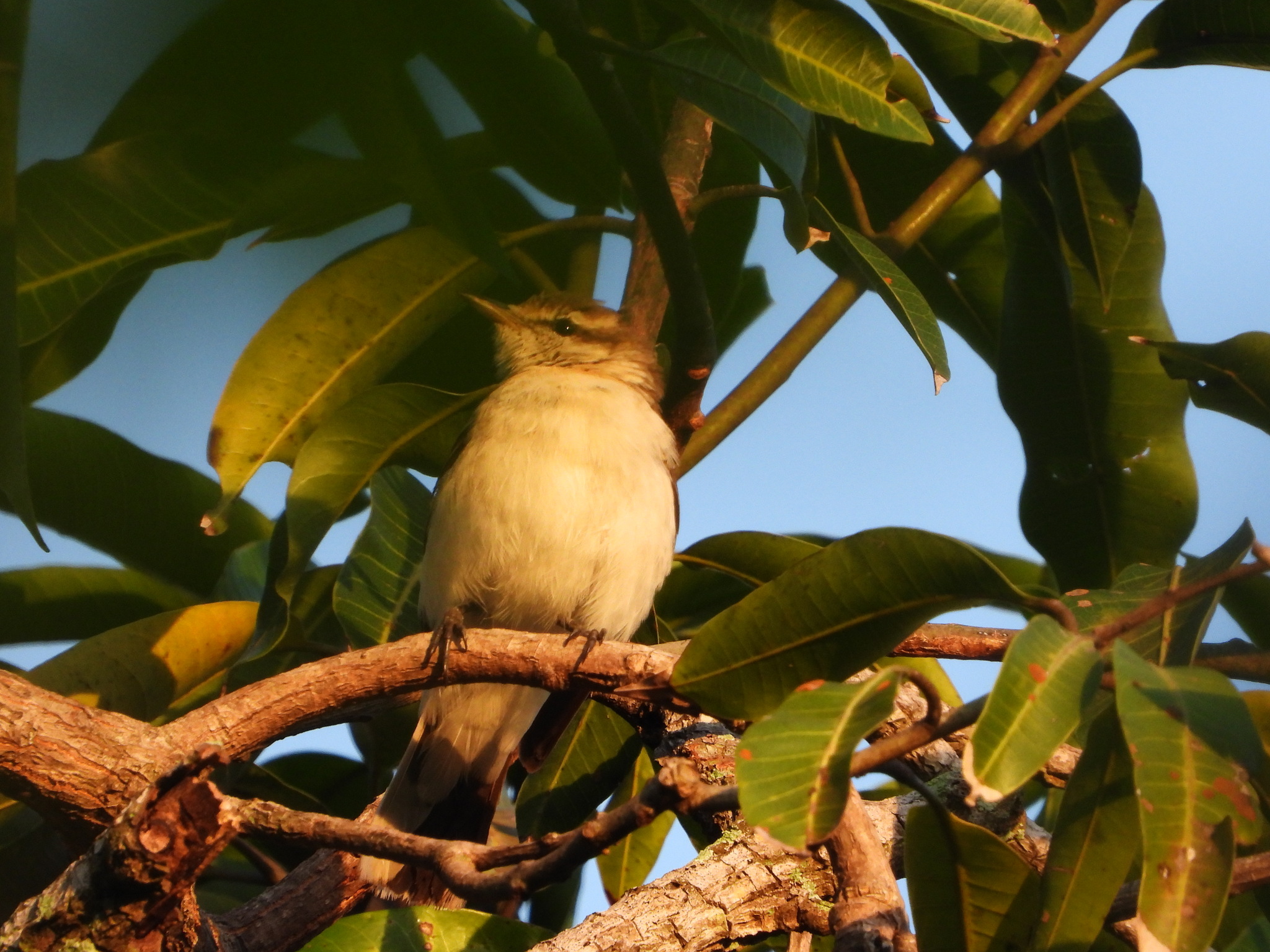 White-shouldered Triller (Lalage sueurii), photo 9