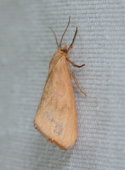 Virbia opella