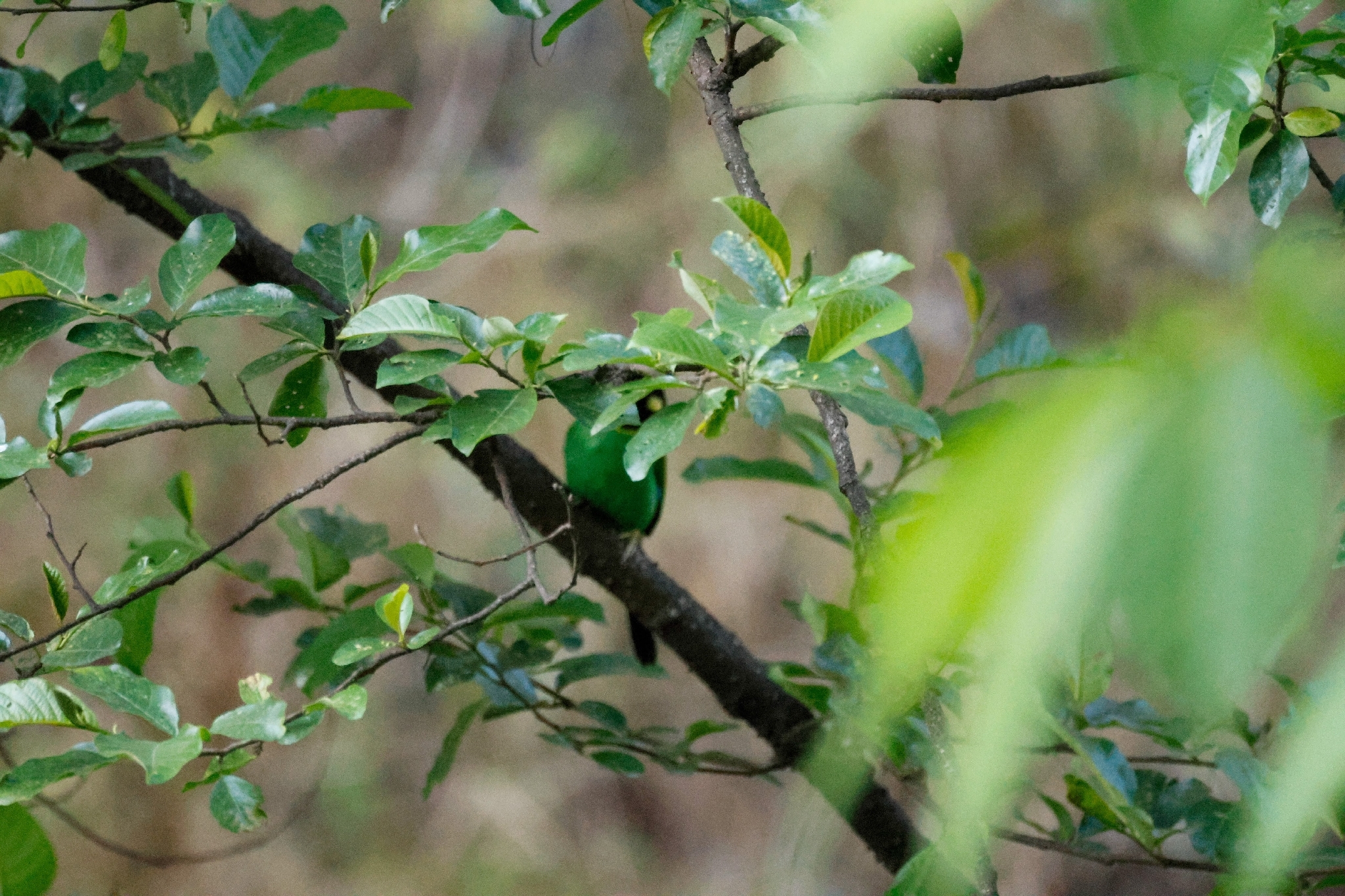 Long-tailed Broadbill (Psarisomus dalhousiae), photo 6
