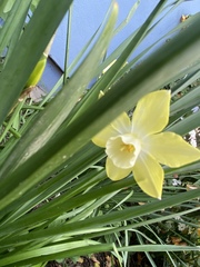 Narcissus