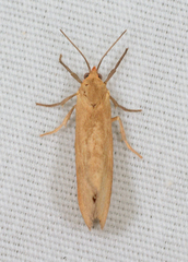 Virbia opella