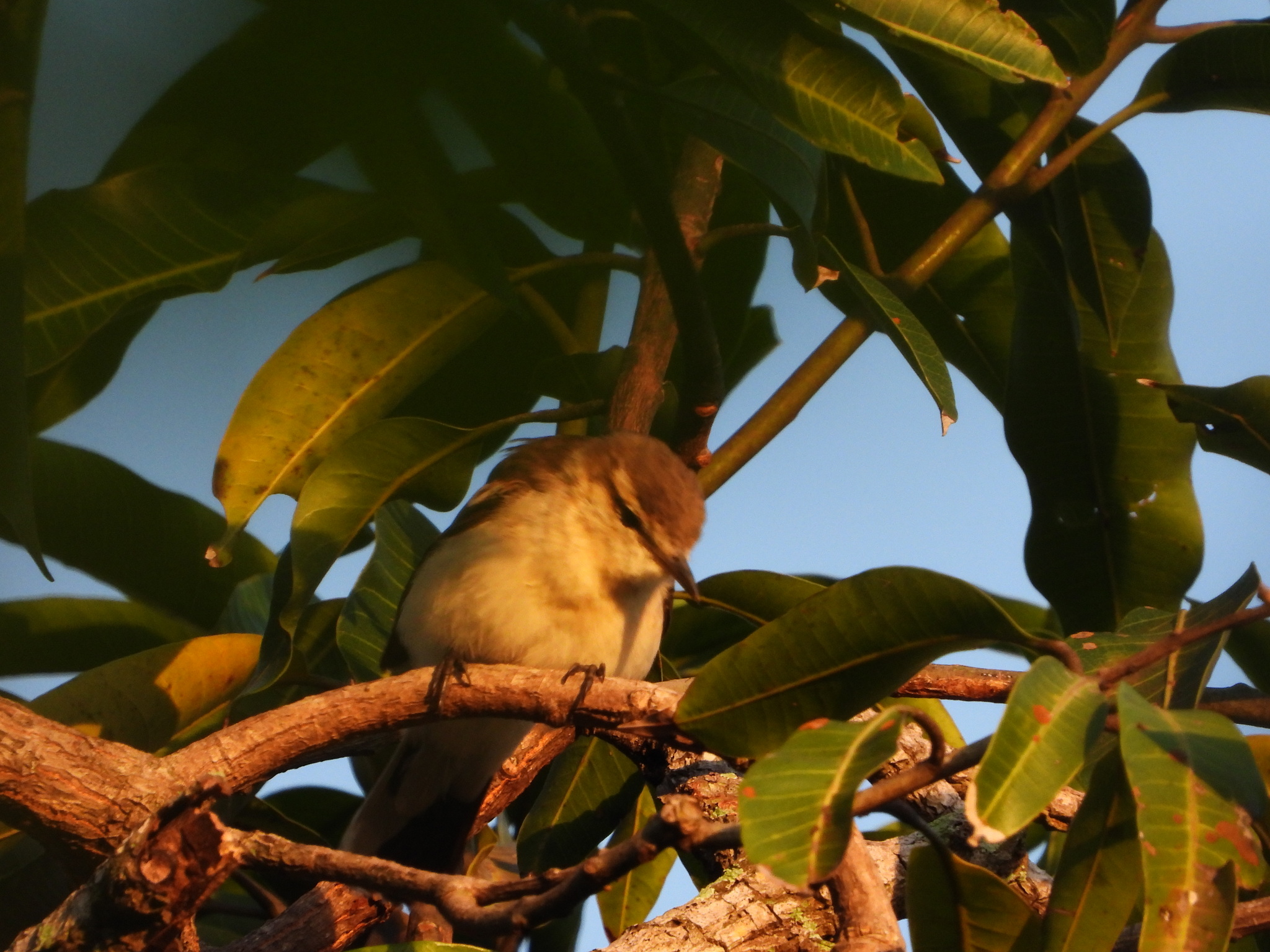 White-shouldered Triller (Lalage sueurii), photo 10
