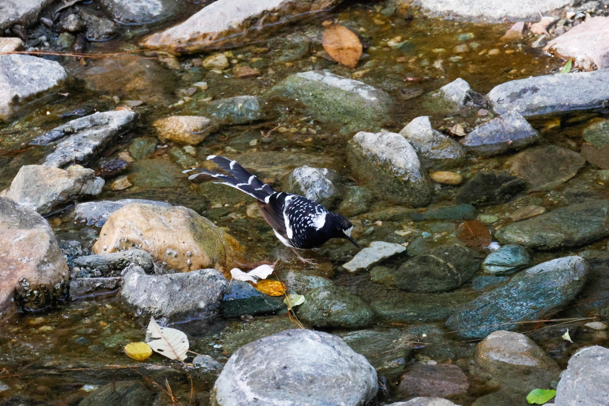 Spotted Forktail (Enicurus maculatus), photo 3